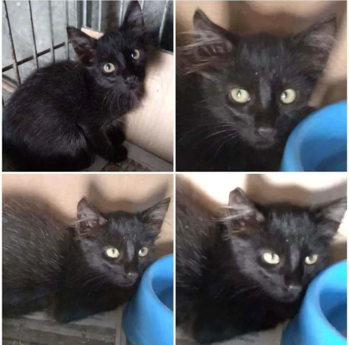 Gato ra a SRD idade Abaixo de 2 meses nome Pretinho