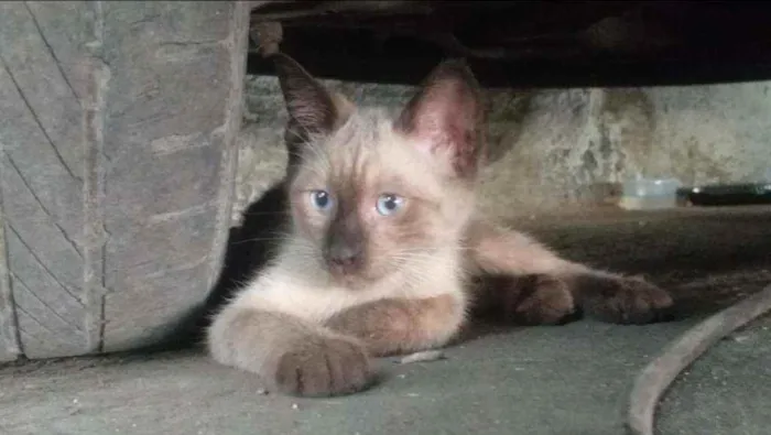 Gato ra a SRD idade 2 a 6 meses nome Florzinha