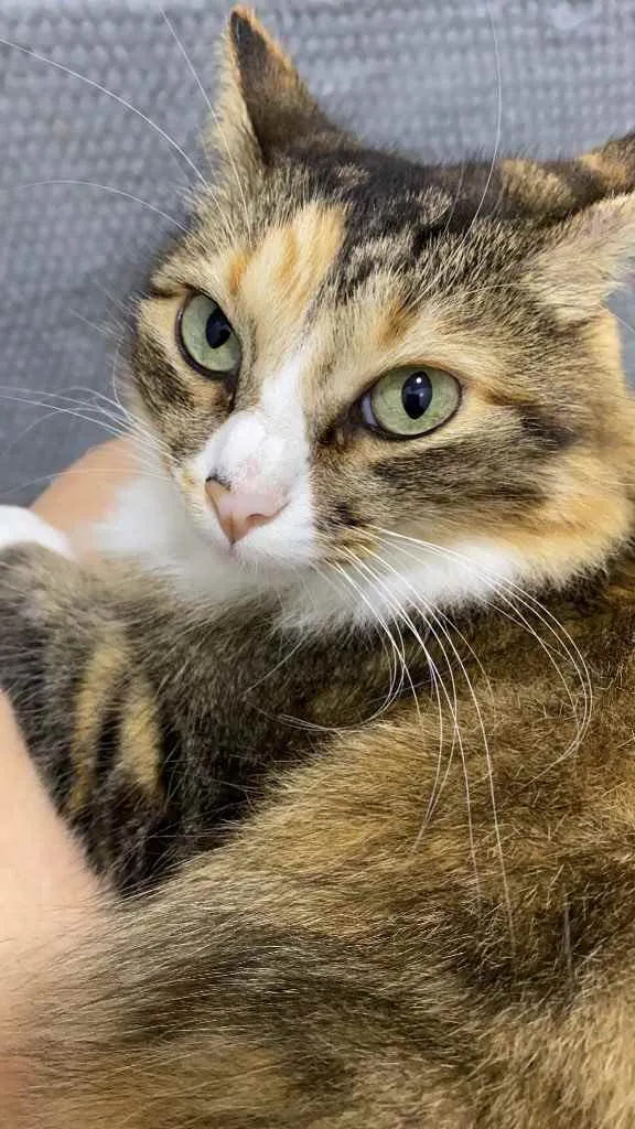 Gato ra a  idade 6 ou mais anos nome Davi e Mel