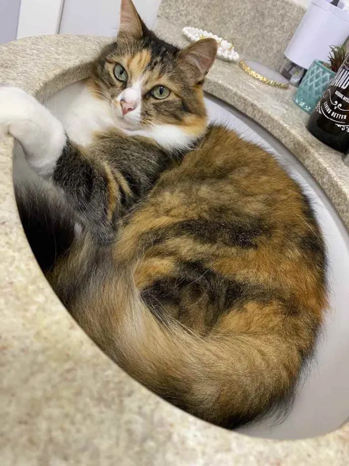 Gato ra a  idade 6 ou mais anos nome Davi e Mel