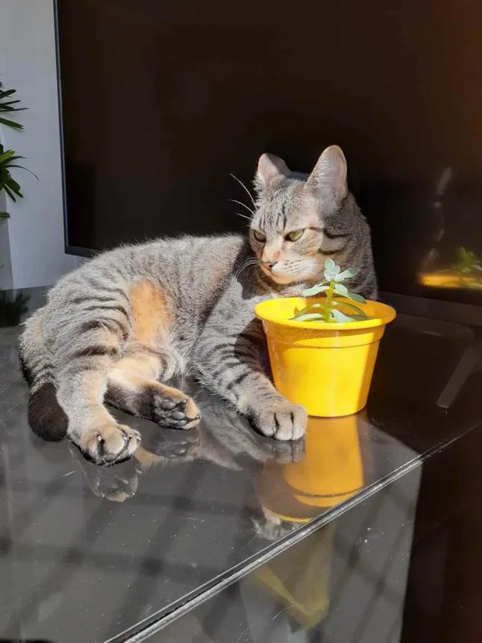 Gato ra a  idade 6 ou mais anos nome Davi e Mel