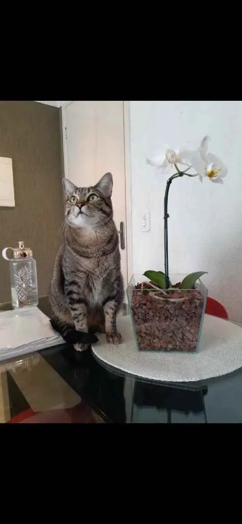 Gato ra a  idade 6 ou mais anos nome Davi e Mel