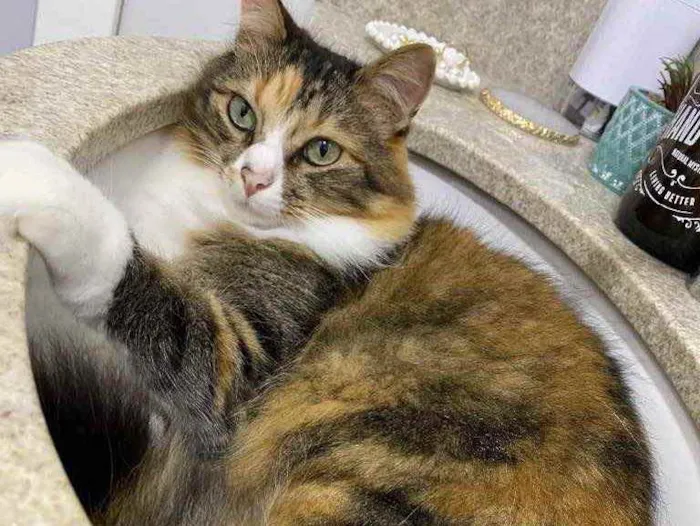 Gato ra a  idade 6 ou mais anos nome Davi e Mel