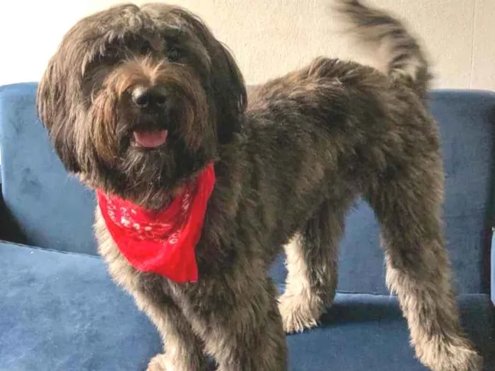 Cachorro raça S RD idade 2 anos nome Estrela 