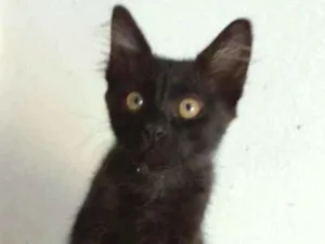 Gato raça srd idade 2 a 6 meses nome BAGUERA