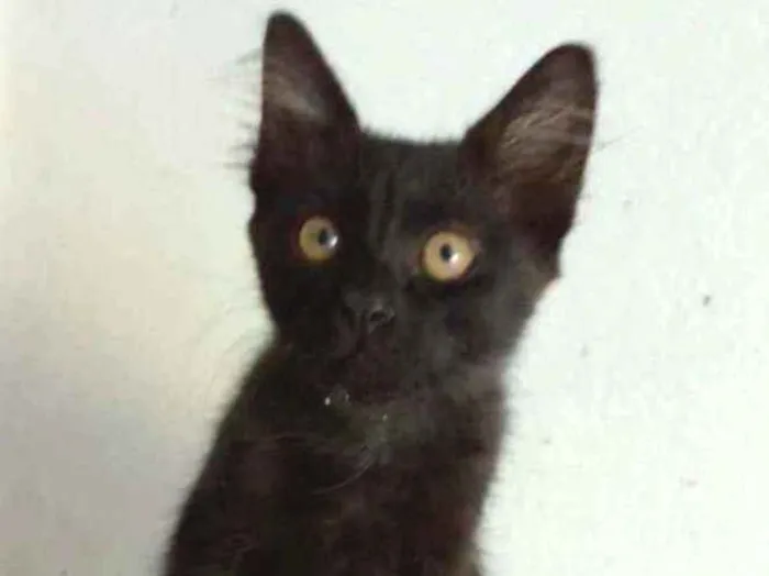 Gato ra a srd idade 2 a 6 meses nome BAGUERA
