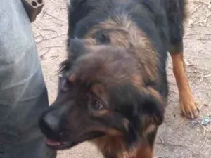 Cachorro raça Srd grande idade 2 anos nome Lobinho
