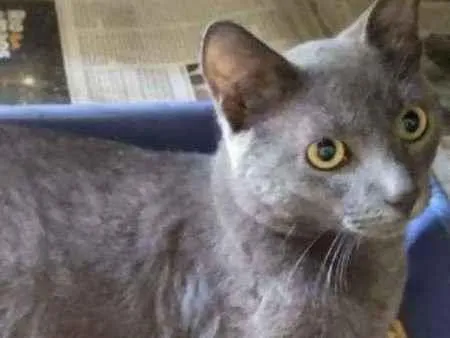 Gato ra a SRD idade 2 a 6 meses nome Bebê 