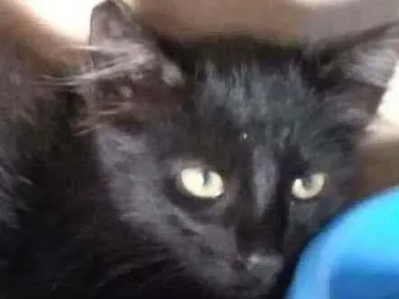 Gato ra a SRD idade Abaixo de 2 meses nome Pretinho
