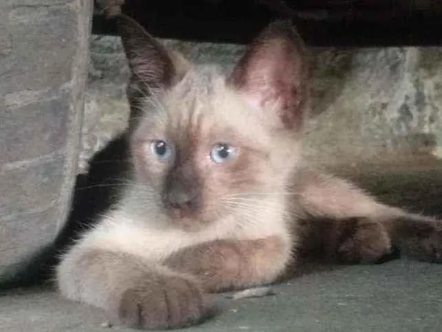 Gato ra a SRD idade 2 a 6 meses nome Florzinha