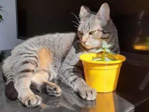 Gato raça  idade 6 ou mais anos nome Davi e Mel