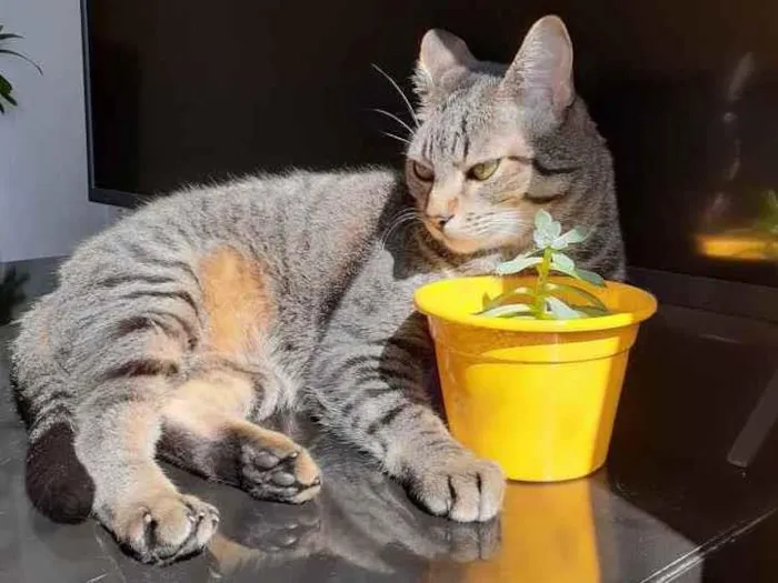 Gato ra a  idade 6 ou mais anos nome Davi e Mel
