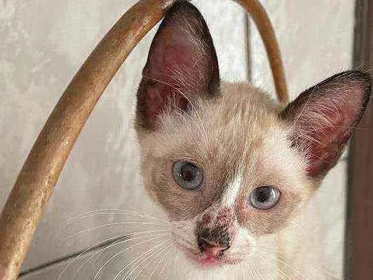 Gato raça Srd idade 2 a 6 meses nome Meg