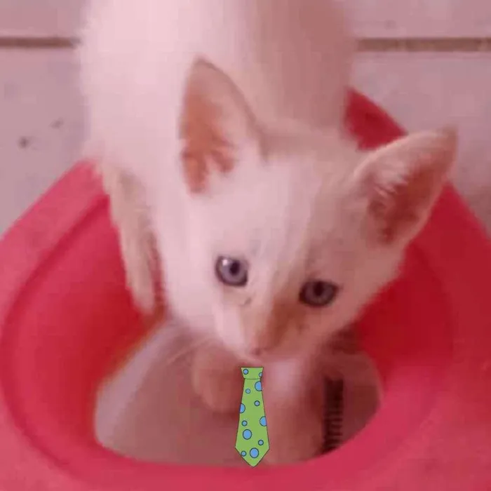 Gato raça Mestiço  idade 2 a 6 meses nome Pingo 