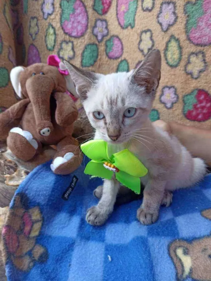 Gato ra a Srd idade 2 a 6 meses nome Vitorio 