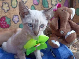 Gato raça Srd idade 2 a 6 meses nome Vitorio 