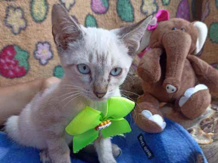 Gato ra a Srd idade 2 a 6 meses nome Vitorio 