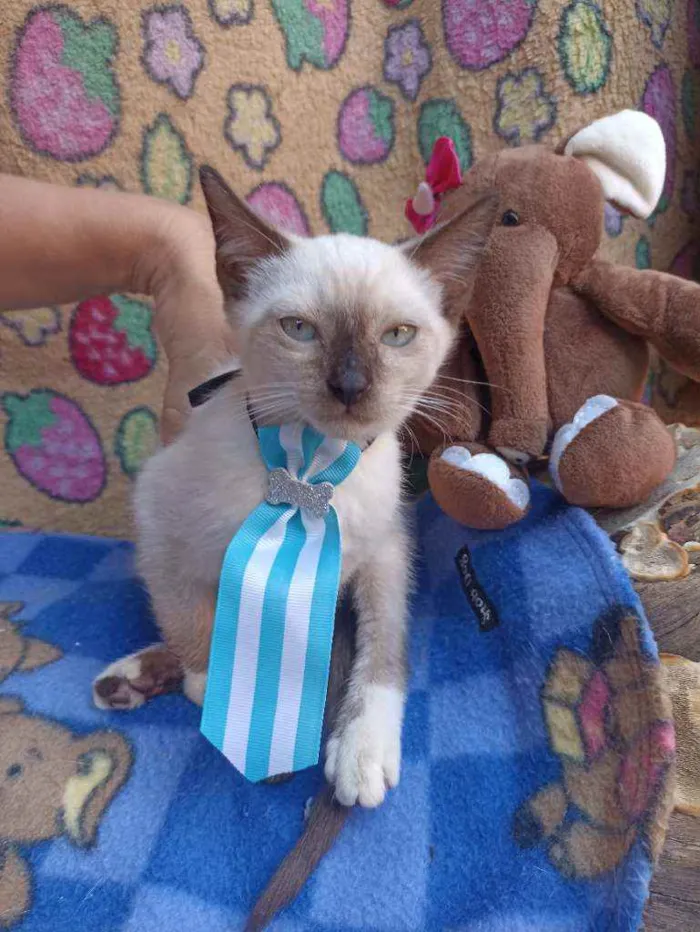 Gato ra a Srd idade 2 a 6 meses nome Lilico