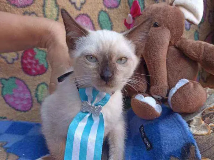 Gato ra a Srd idade 2 a 6 meses nome Lilico