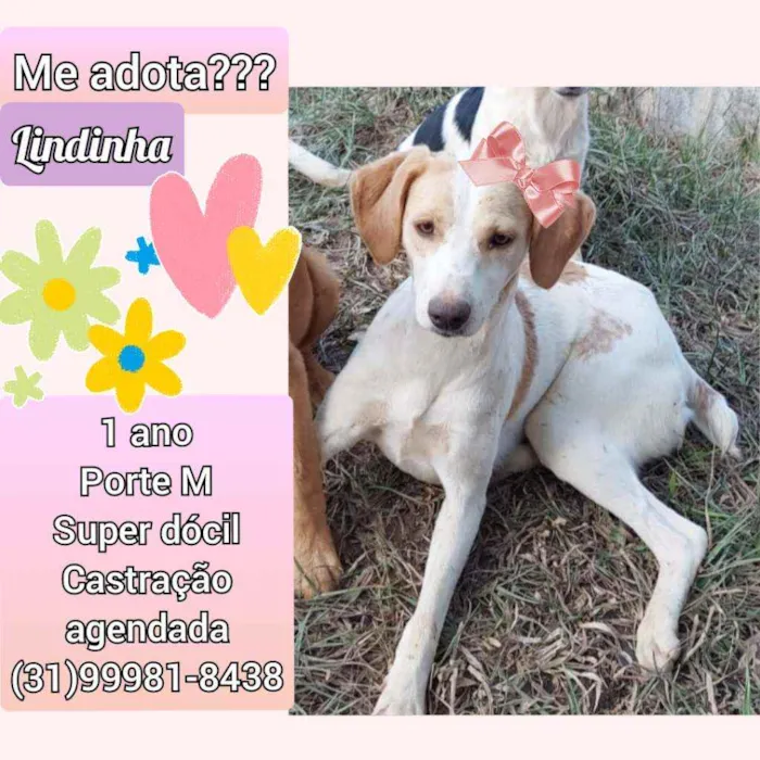 Cachorro raça SRD idade 1 ano nome Lindinha