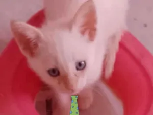 Gato raça Mestiço  idade 2 a 6 meses nome Pingo 