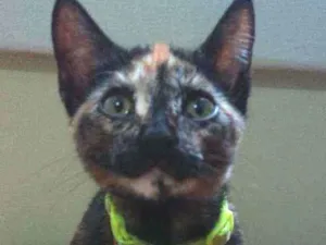 Gato raça SRD idade 2 a 6 meses nome Zimbra