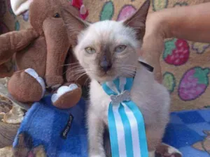 Gato raça Srd idade 2 a 6 meses nome Lilico