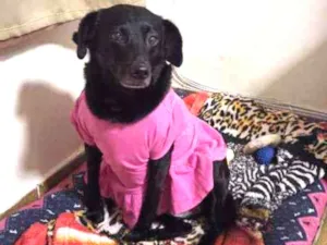 Cachorro raça Srd idade 6 ou mais anos nome Nina