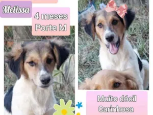 Cachorro raça SRD idade 2 a 6 meses nome Melissa