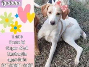 Cachorro raça SRD idade 1 ano nome Lindinha