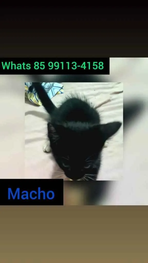 Gato ra a Doméstica  idade 2 a 6 meses nome Baby