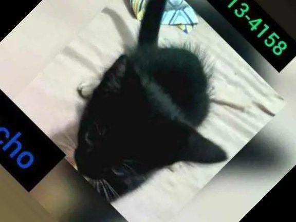 Gato ra a Doméstica  idade 2 a 6 meses nome Baby