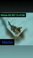 Fofo