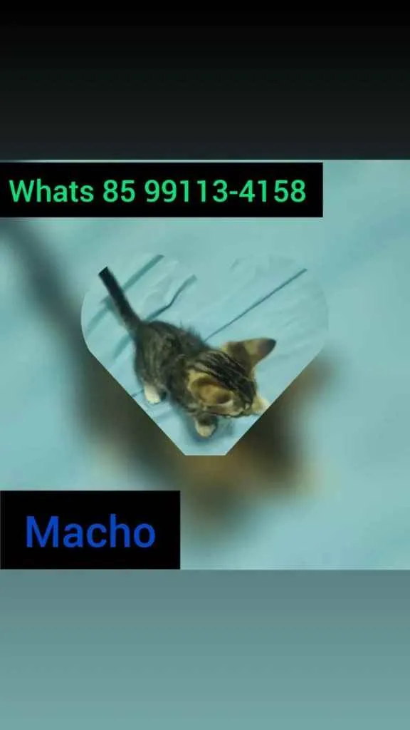 Gato ra a Domestica idade 2 a 6 meses nome Fofo