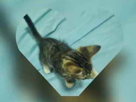 Gato ra a Domestica idade 2 a 6 meses nome Fofo