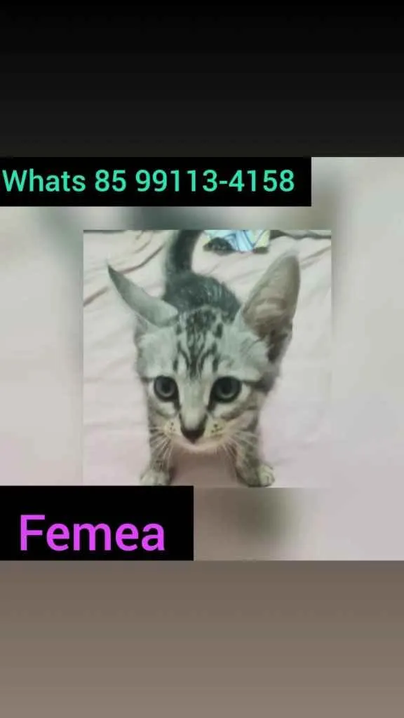 Gato ra a Doméstica  idade 2 a 6 meses nome Linda