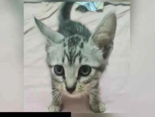 Gato ra a Doméstica  idade 2 a 6 meses nome Linda