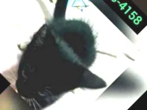 Gato raça Doméstica  idade 2 a 6 meses nome Baby