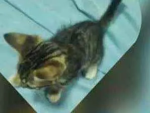 Gato raça Domestica idade 2 a 6 meses nome Fofo