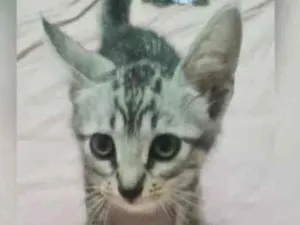 Gato raça Doméstica  idade 2 a 6 meses nome Linda