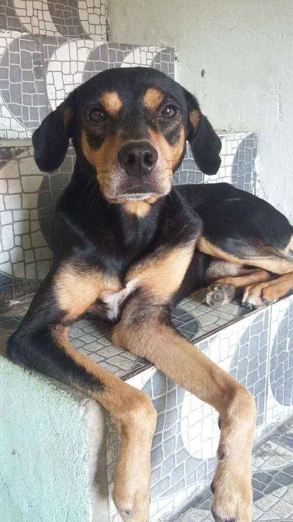 Cachorro ra a Viralata idade 7 a 11 meses nome Pelora