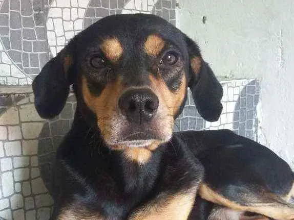 Cachorro ra a Viralata idade 7 a 11 meses nome Pelora