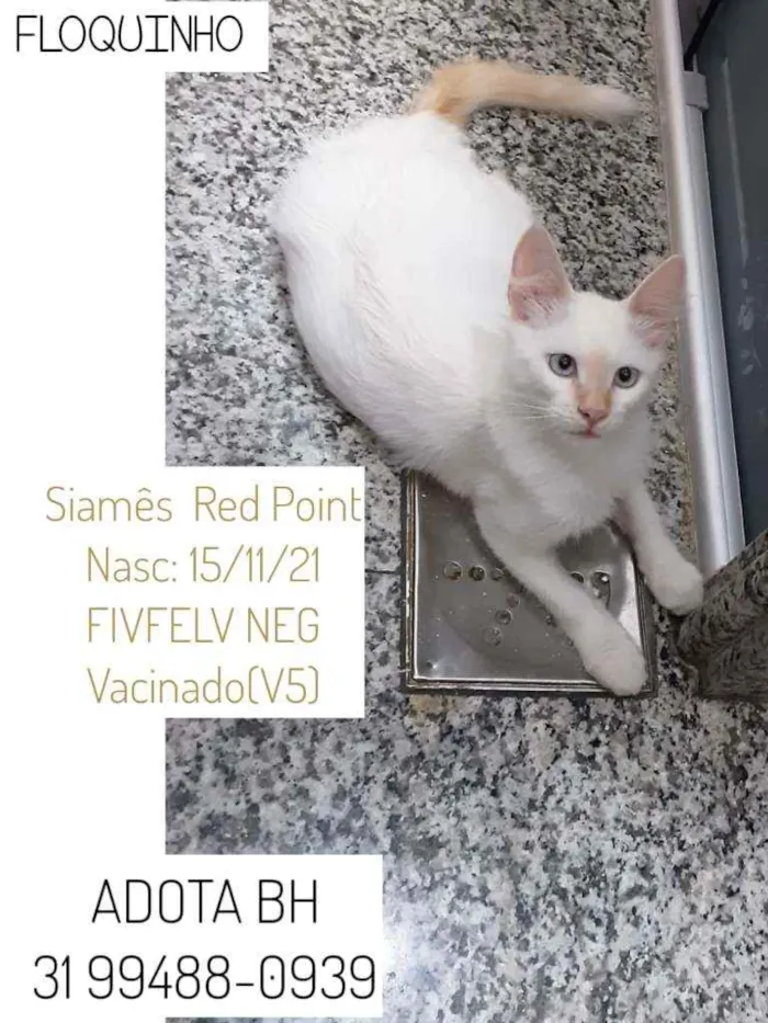 Gato raça Siamês Red Point idade 2 a 6 meses nome Floquinho