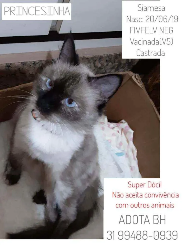 Gato raça Siamês  idade 2 anos nome Princesinha