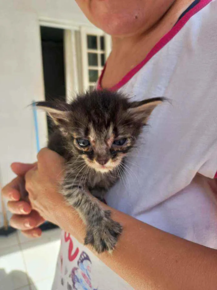 Gato ra a  idade Abaixo de 2 meses nome Sem nome ainda