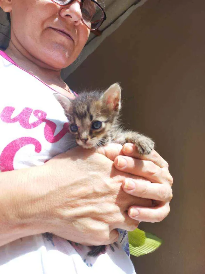 Gato ra a  idade Abaixo de 2 meses nome Sem nome ainda