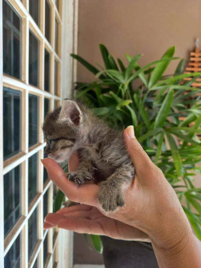 Gato ra a  idade Abaixo de 2 meses nome Sem nome ainda