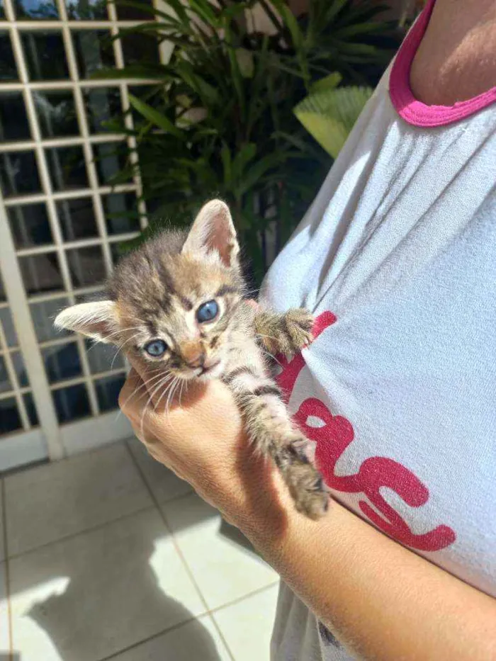 Gato ra a  idade Abaixo de 2 meses nome Sem nome ainda