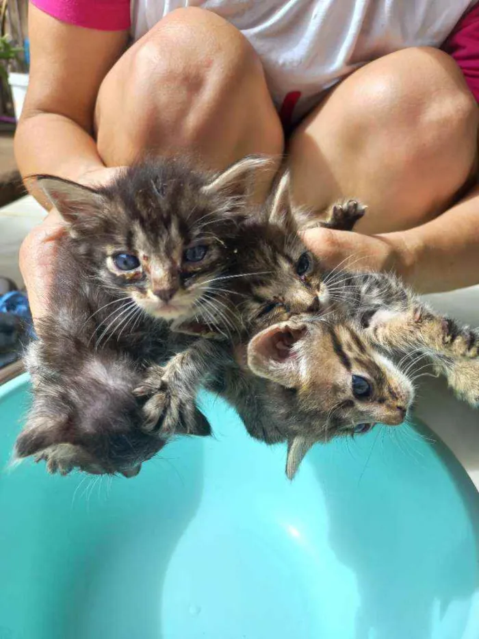 Gato ra a  idade Abaixo de 2 meses nome Sem nome ainda