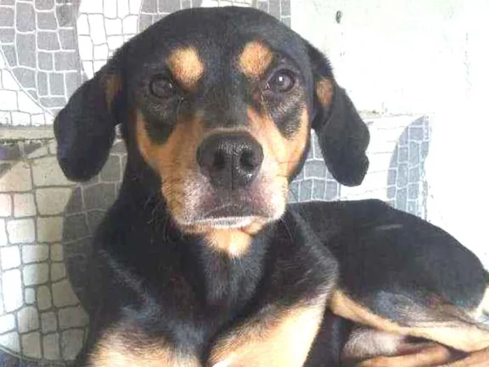 Cachorro ra a Viralata idade 7 a 11 meses nome Pelora